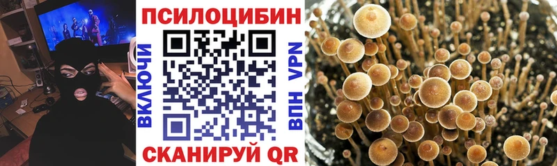 Псилоцибиновые грибы Cubensis  Норильск 